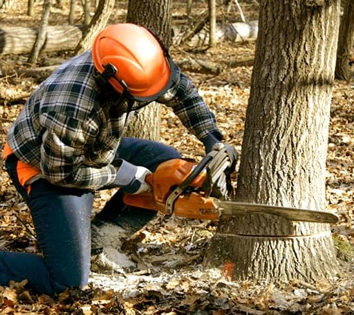 Tree Removal in Bon Aqua, TN